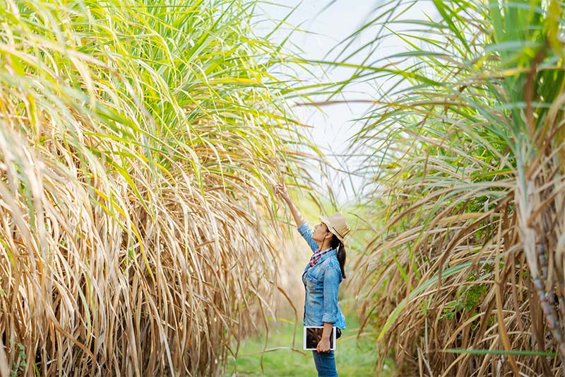 Renu sugar cane field